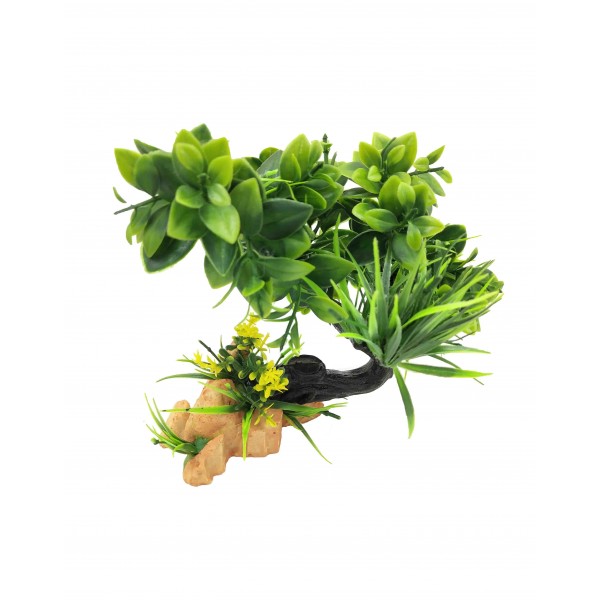 ΔΙΑΚΟΣΜΗΤΙΚΟ ΦΥΤΟ ΕΝΥΔΡΕΙΟΥ